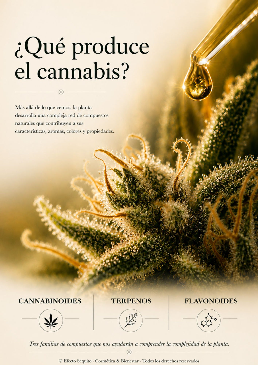 Fundamentos Botánicos – Volumen 3
