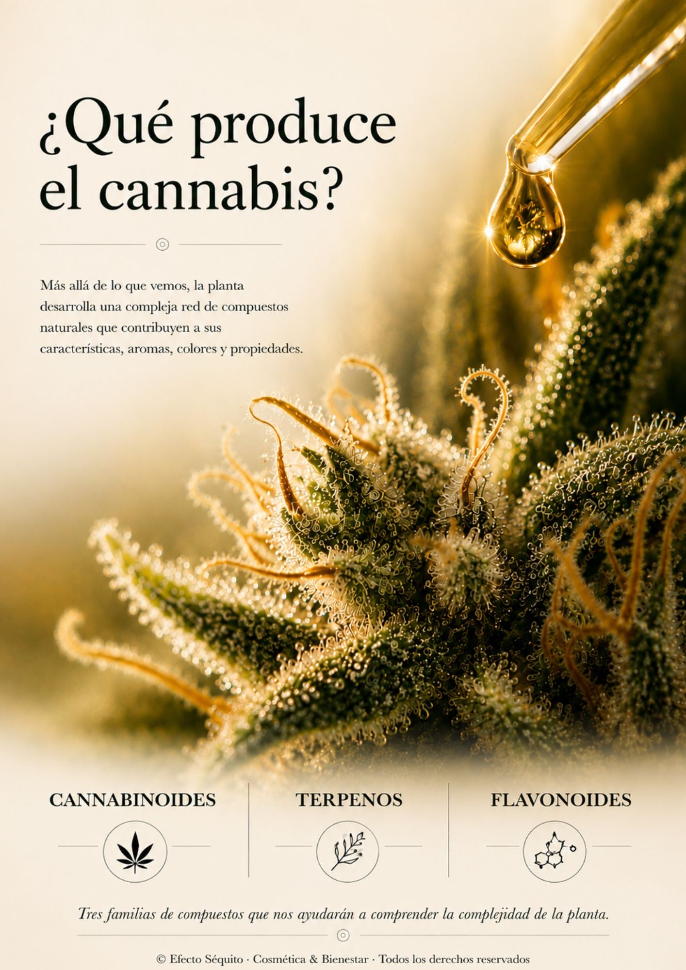 De la Planta al Producto – Volumen 3